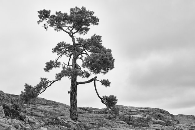 Pine Tree - Autumn
