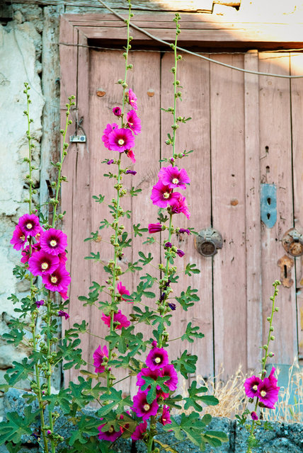 Pink Flowers