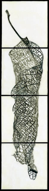 Skeletal Leaf