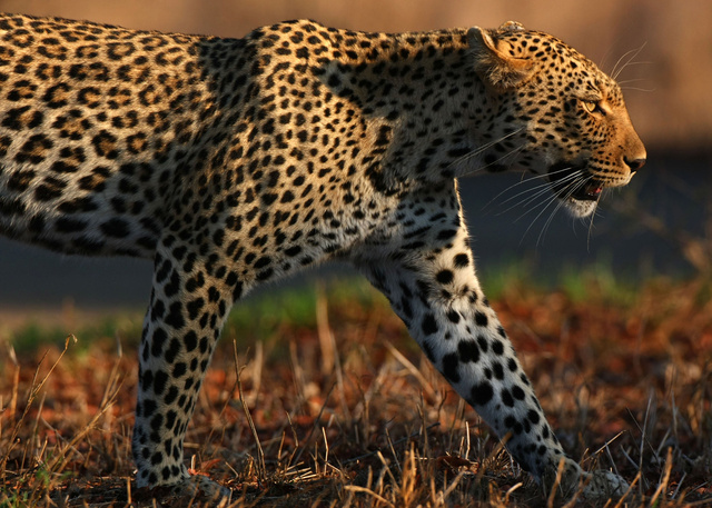 Leopard