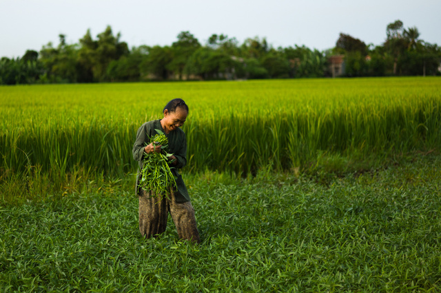 Fields of rice near Hue