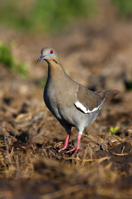 White-winged Dove, southern Texas