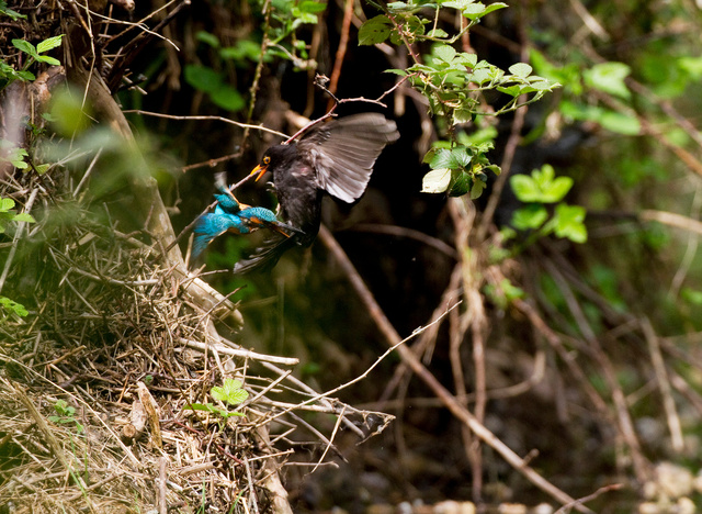 Kingfisher and blackbird