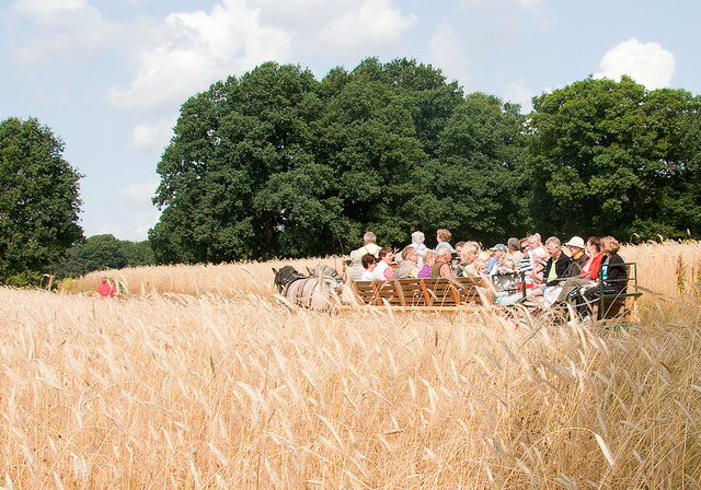 Tocht met paard en wagen