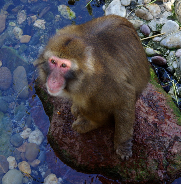 Japanese Macaques City Park Launceston (6) VB.JPG