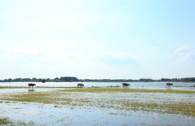 ijsselkoeien bij hoogwater