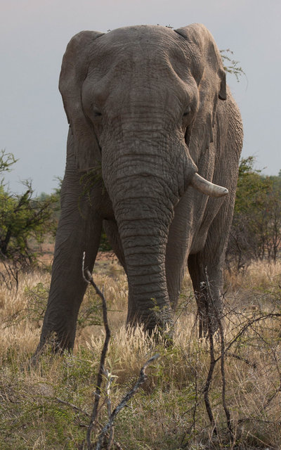 Elephant, lonely bull