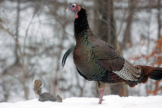 Wild Turkey and Gray Squirrel, early spring, southern Ohio