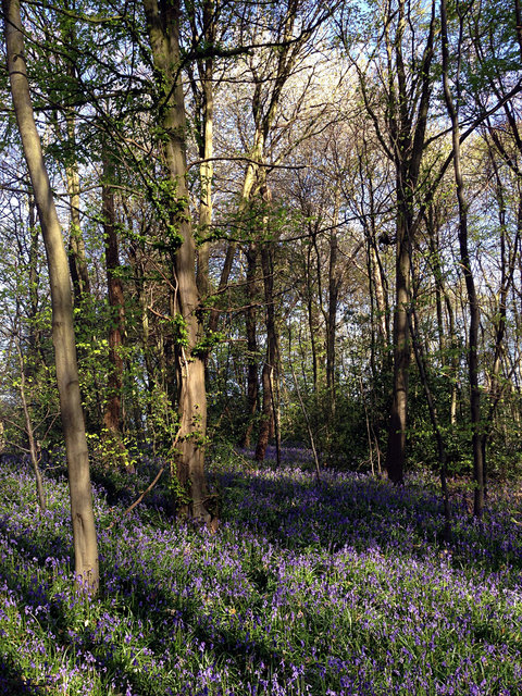 Bluebells at Turpins Ride (10) VB.JPG