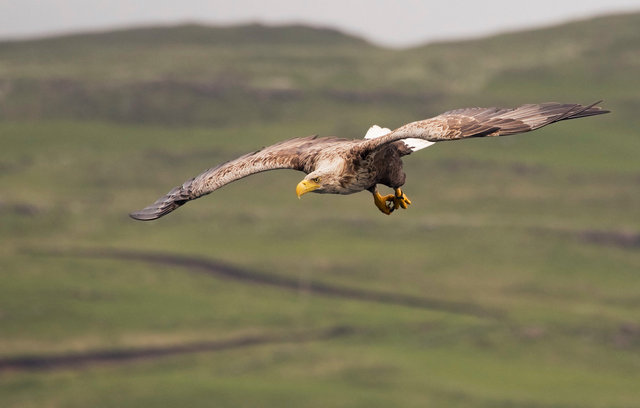 White-tailed eagle