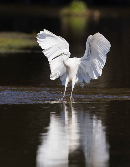 Little egret
