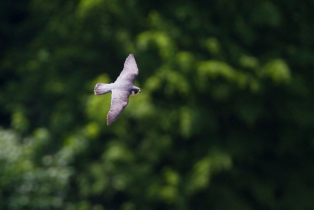 Peregrine falcon