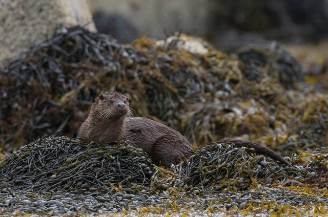 Otter
