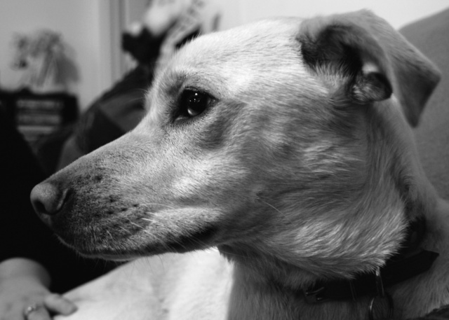 DSC_4211bw.jpg