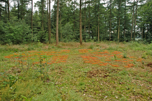 bloemenzee overzicht laag.jpg