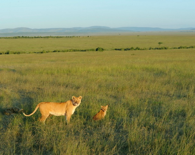 Lioness with Cub, Masia Mara