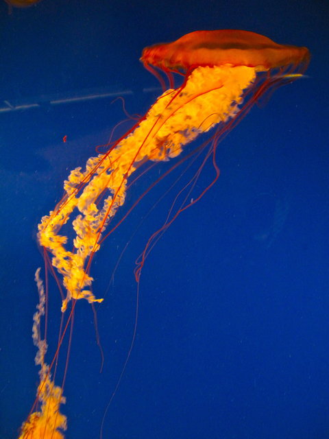 JELLY FISH