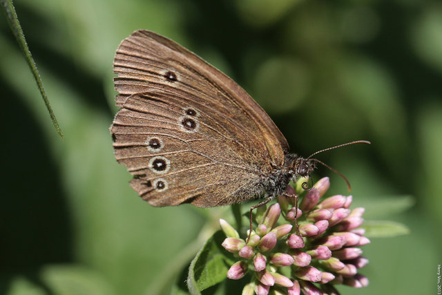 Ringlet (Aphantopus hyperantus)