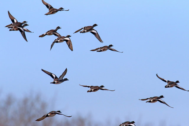 American Wigeons, March, Ohio