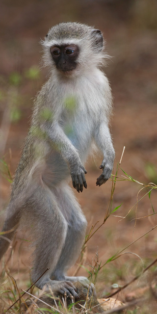 Vervet monkey