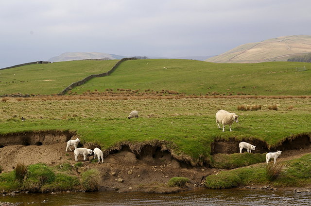 Lambs on Banks of River Ure (3) VB.JPG