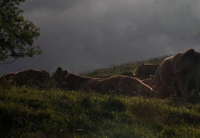 viewbook cows on hill 2 IMG_1870.jpg