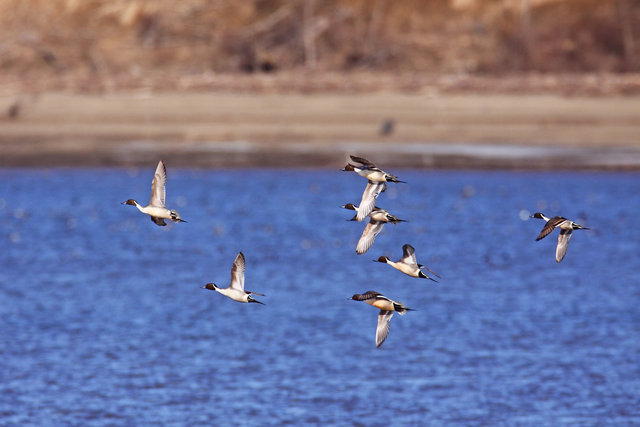 Northern Pintails, March, South Central Ohio