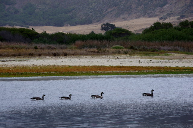 Carmel River Bird Sanctuary (8) VB.JPG