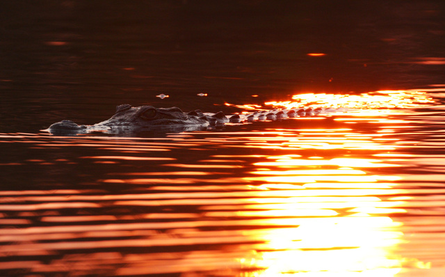 Crocodile