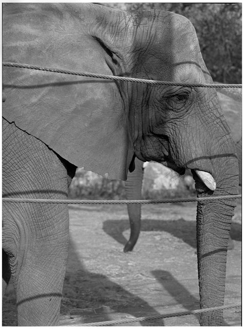 #8  Elephant Forms Series