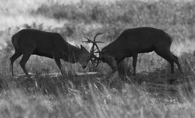 Red Deer Stags