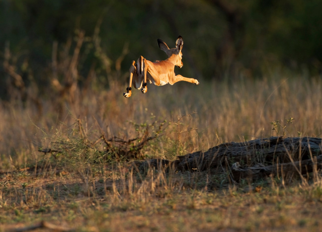 Leaping baby impala