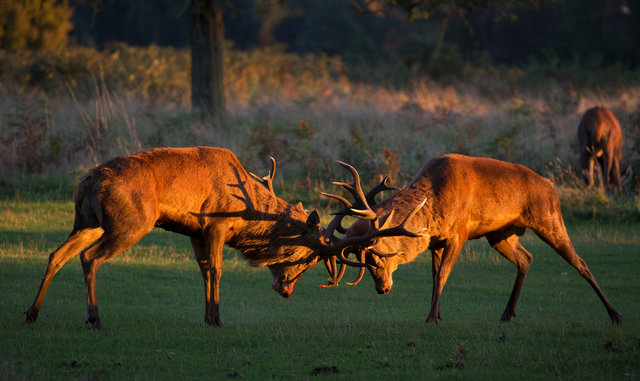 Red Deer Stags