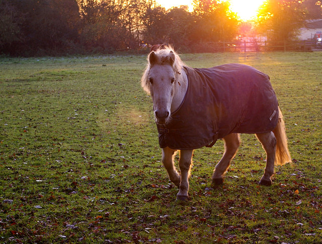 Horse at Potters Heath VB.JPG