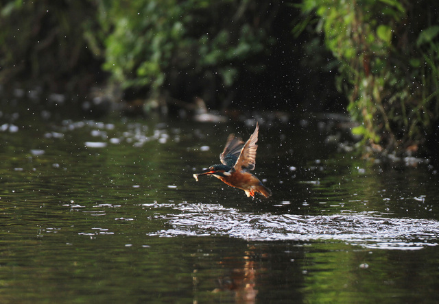 Kingfisher