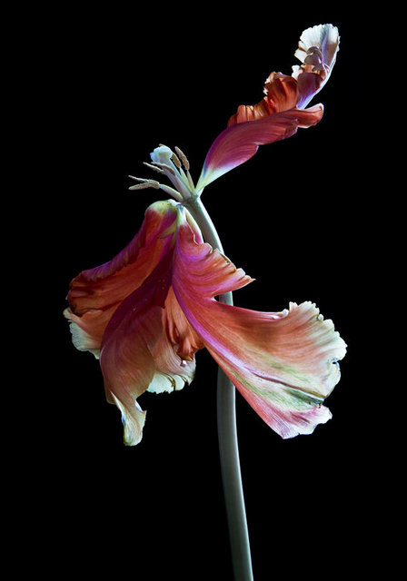 Untitled from the series Hortus Nocturnum © Carla van de Puttelaar