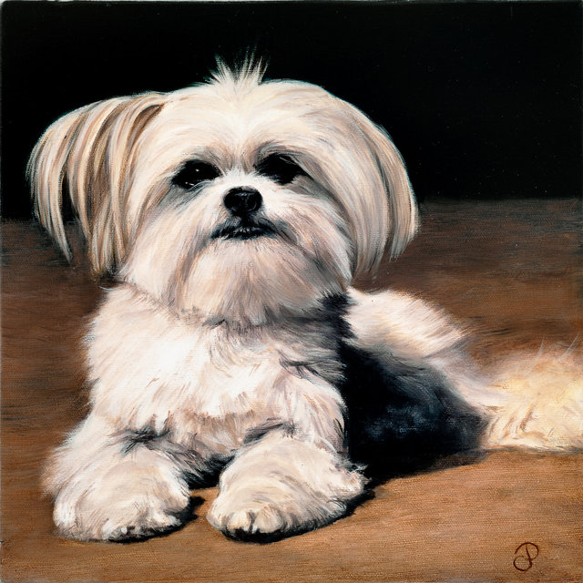 Breed: Bichon Yorkie / "Ruby"