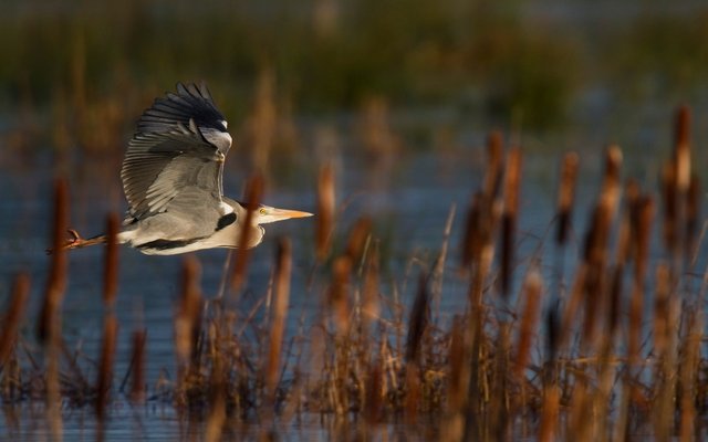 Grey heron