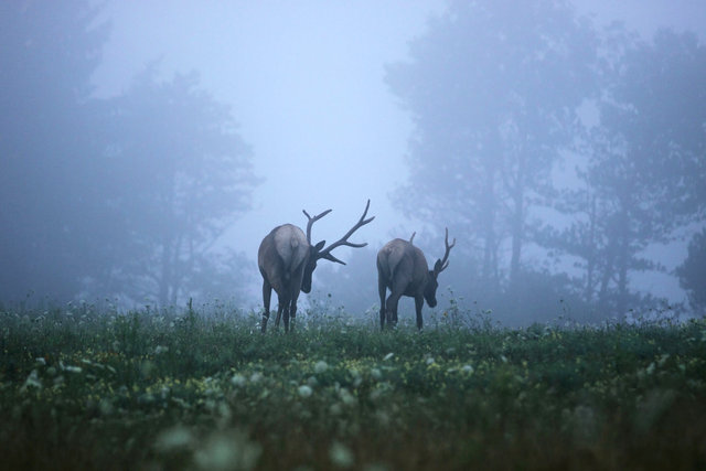 Elk