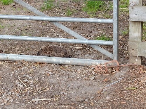 Hedgehog in Daylight 3 by Alison Gracie