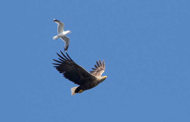White-tailed eagle and gull
