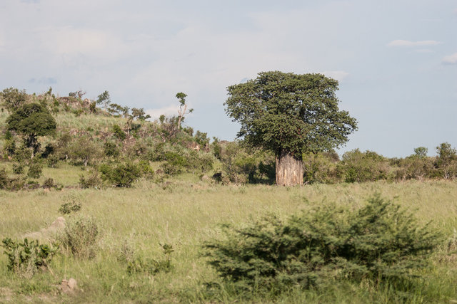 Baobab tree