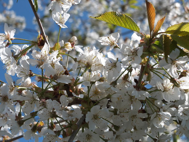 White Blossom 10 by Alison Gracie