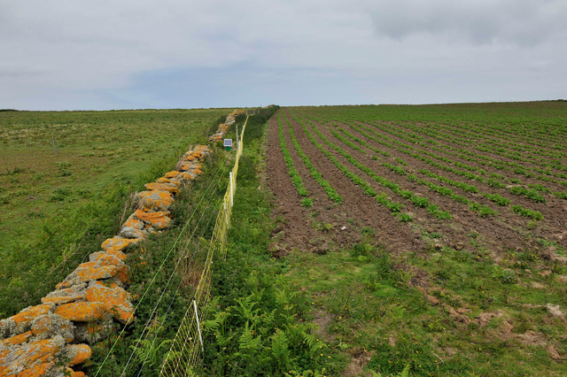 Les champs de pommes de terre de Quéménés.