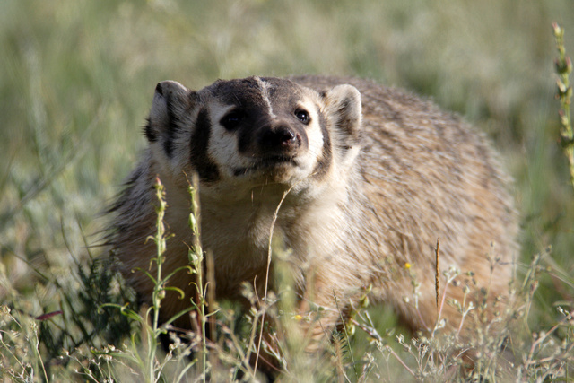 American Badger, Colorado