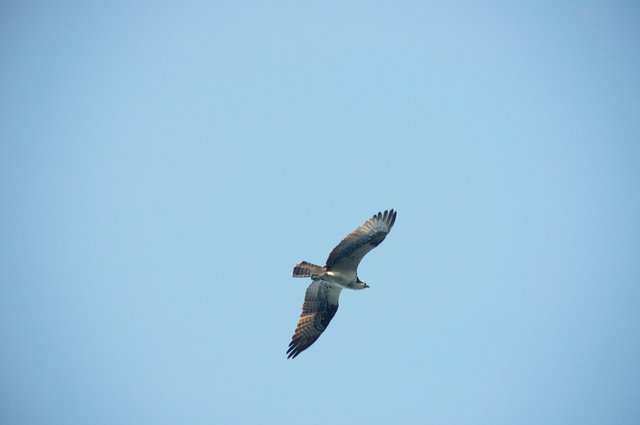 Osprey.jpg