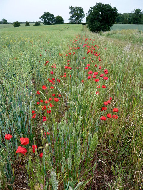 Poppys near Watkins Hall (10) VB.JPG