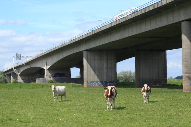 viaduct met koeien