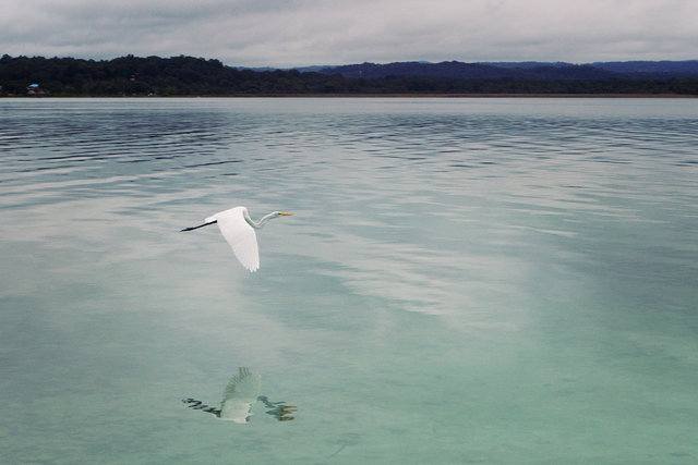 Bird of the Lake