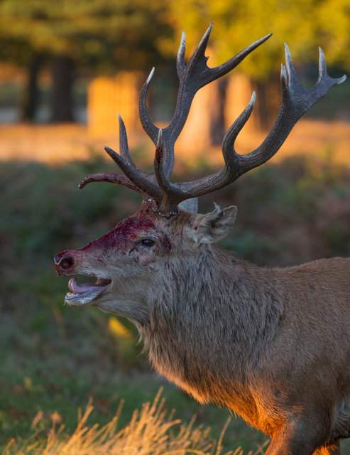 Injured Red Deer Stag